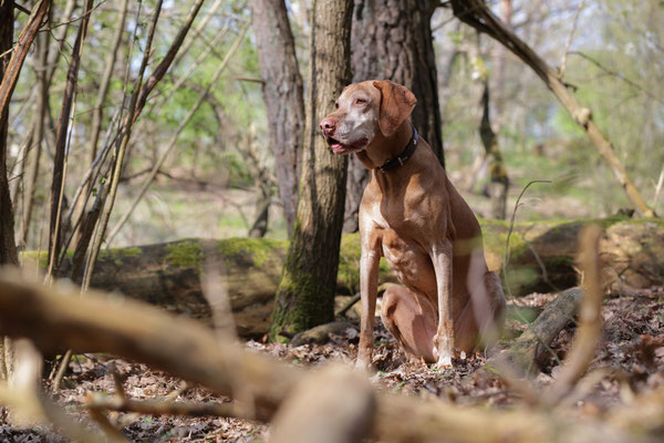 Hundeshooting-0990
