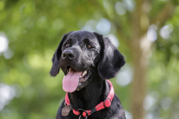 Hunde-Shooting-0929