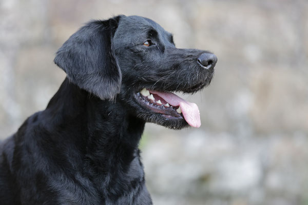 Hunde-Shooting-0930