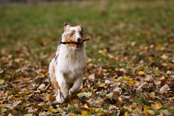 Hundeshooting-Hundefotograf-N474
