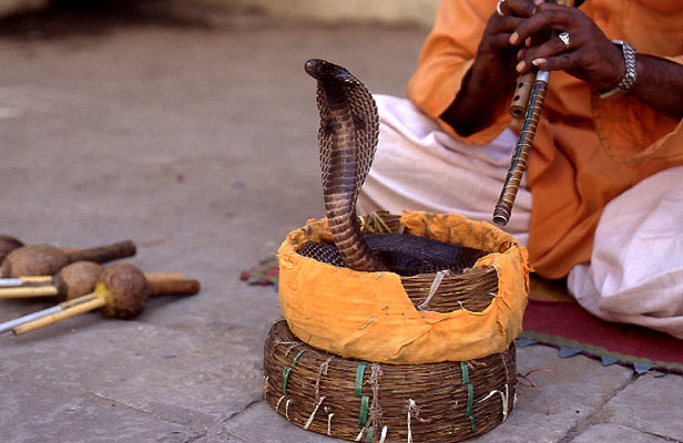 Cobra-Reisefotograf-Indien-Unterwegs-Jeep-Tour-F916