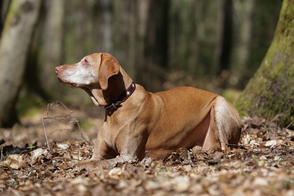 Hunde-Shooting-0953