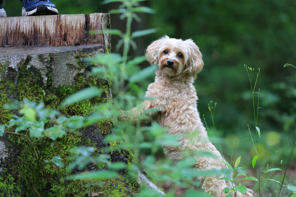 Tierfotograf-Hundeshooting-N494