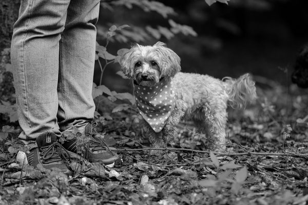 Tier-Shooting-Rheinzabern-Wald-L856