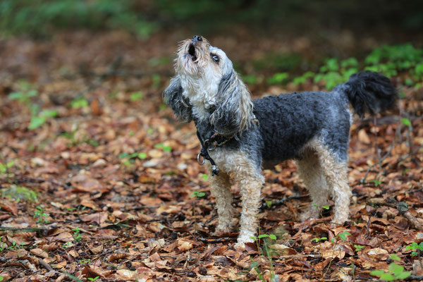 Hundeshooting-Hundefotograf-Juergen-Sedlmayr-Alarm-N465