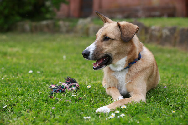 DER-FOTORAUM-Hunde-Shooting-7350-0694