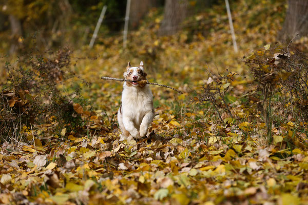 Hundefotograf-Pfalz-N526