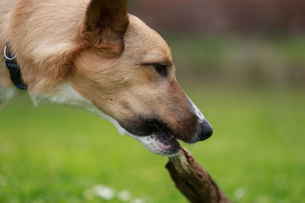Hundeshooting-Hundefotograf-N477