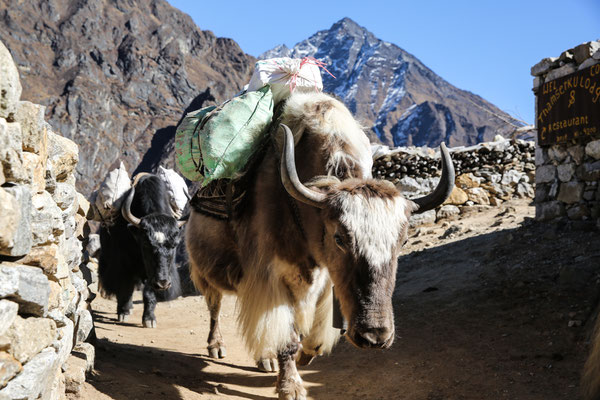 Reisefotograf-Juergen-Sedlmayr-Yaks-K022