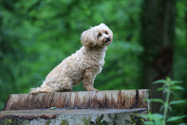 Tier-Shooting-Rheinzabern-Der-Fotoraum-Juergen-Sedlmayr-Wald-L866