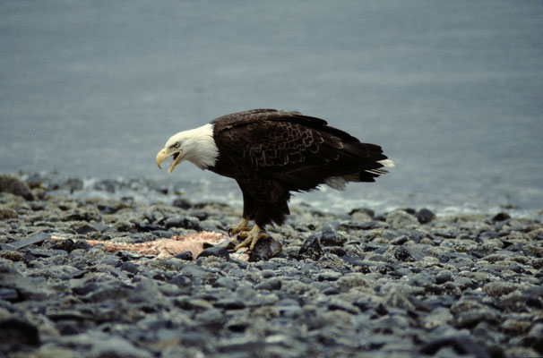 Abenteurer-Weisskopfseeadler--Alaska-2-J464