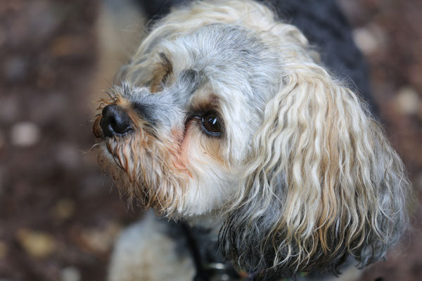 Hundefotograf-Outdoor-suess-N541