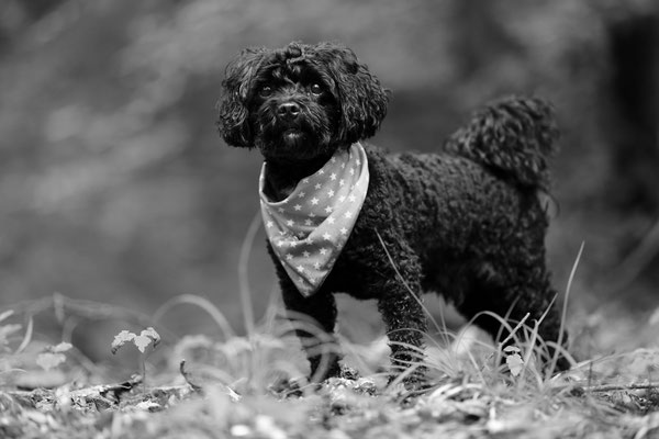 Hundeshooting-Rheinzabern-Der-Fotoraum-Juergen-Sedlmayr-Wald-L853