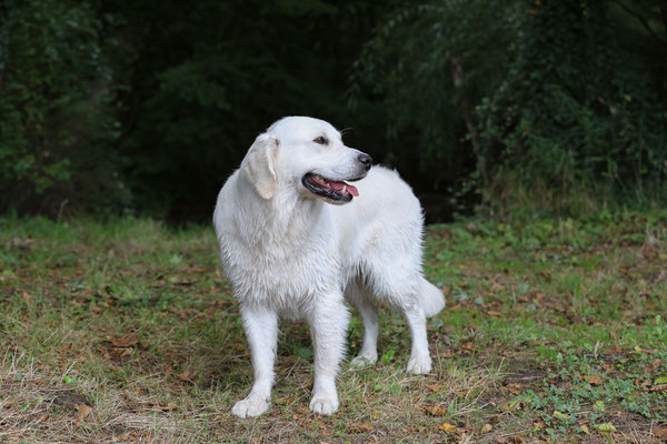 DER-FOTORAUM-Hunde-Shooting-7350-0685