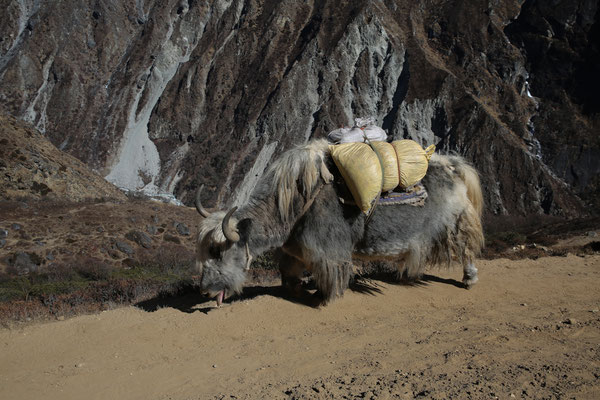 Himalaya-Fotogalerie-Abenteurer-Everest-Region-D045