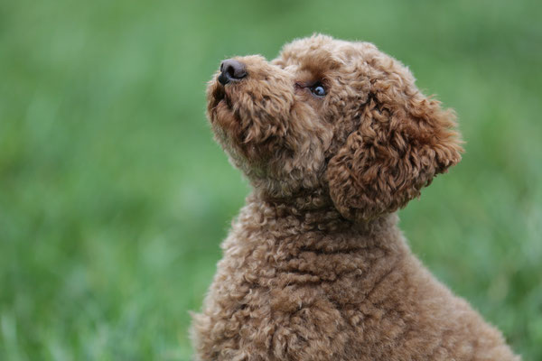 Hundeshooting-0998