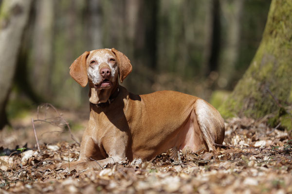 Hunde-Shooting-0958