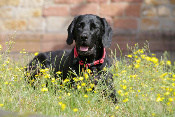 Hunde-Shooting-0944