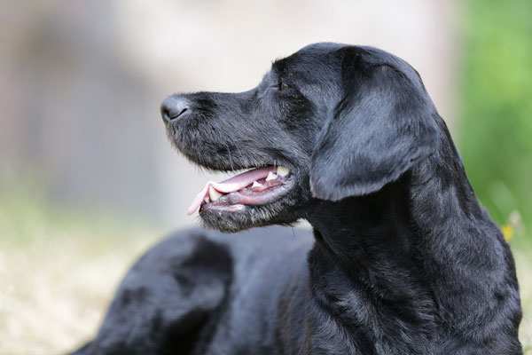 Hunde-Shooting-0959