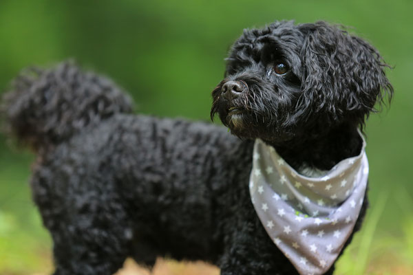 Hunde-FotoShooting-N609