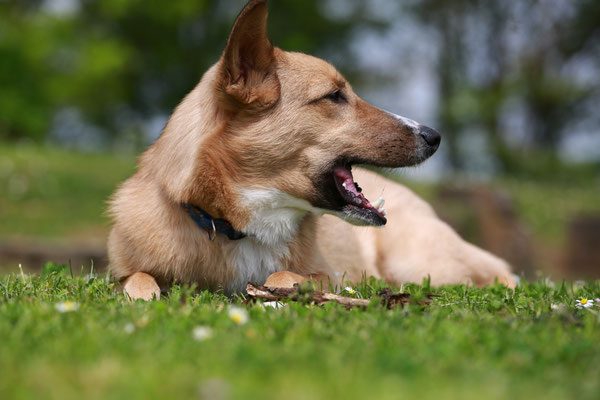 Hundefotograf-Shooting-Pfalz-N584