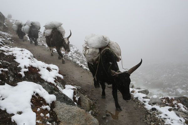 Nepal-Everest-Schnee-eingeschneit-Abbruch-D719