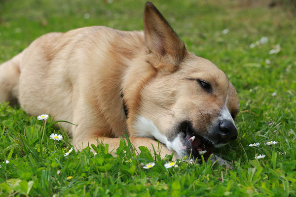 Hundefotograf-Pfalz-SUEW-N562