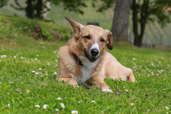 Hundeshooting-Rasen-N460