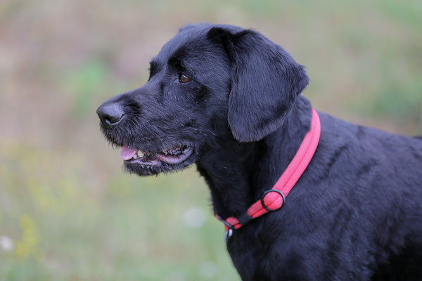 Hundeshooting-0994