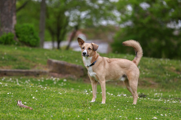 Tierfotograf-Hundeshooting-entspannt-N505