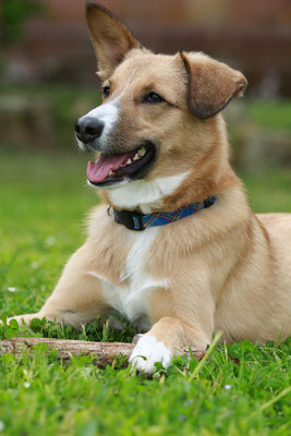 Tierfotograf-Hundeshooting-warm-N508