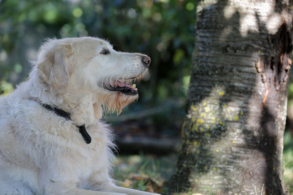 Hundeshooting-0997