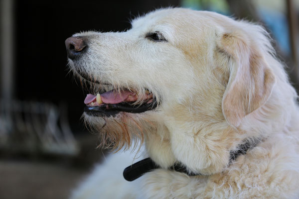 Hundeshooting-0987