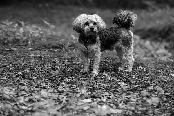 Shooting-Vierbeiner-lieb-N516