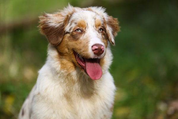 Hundefotograf-Outdoor-gespannt-N544