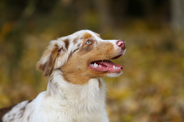 Hundefotograf-N425