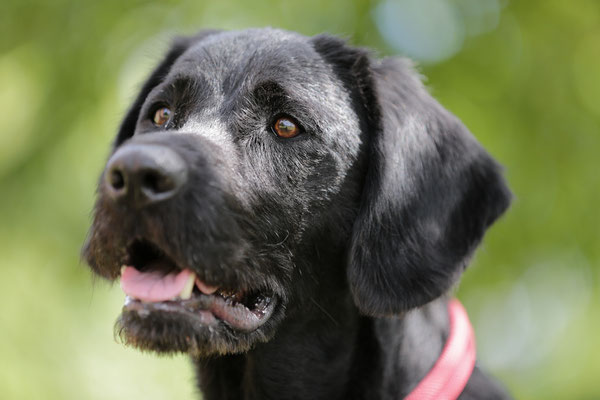 Hundefotograf-Hundeshooting-904