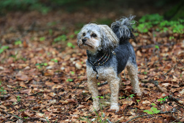 Hundeshooting-Hundefotograf-Juergen-Sedlmayr-Alarm-N463