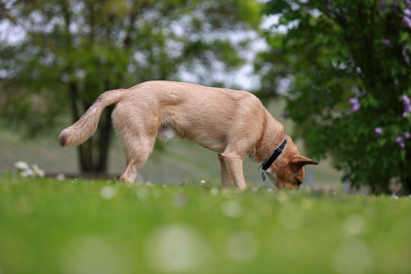 Hundefotograf-L879