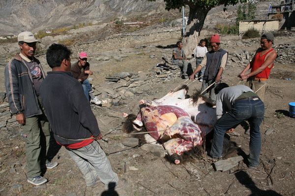 Yak-Essen-Hindus-Muktinath-Mustang-Nepal-E802