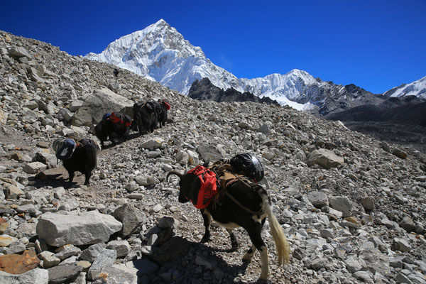 Nepal-Solo-Khumbu-Trek-Trekkingtour-C861