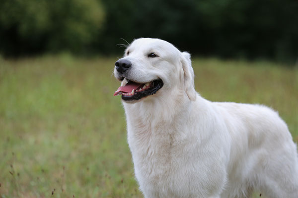 DER-FOTORAUM-Hunde-Shooting-7350-0693