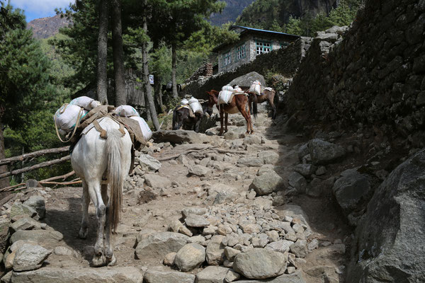 Solo-Khumbu-Trek-EBC-Everest-Region-Nepal-D229