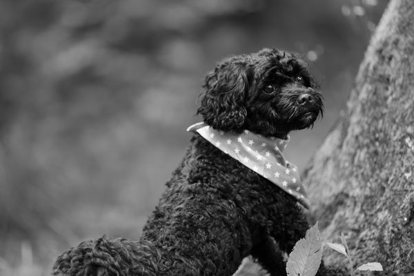Hundefotograf-Shooting-Pfalz-N589