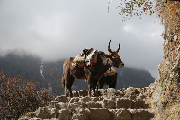 Unterwegs-Solo-Khumbu-Trek-Nepal-C926