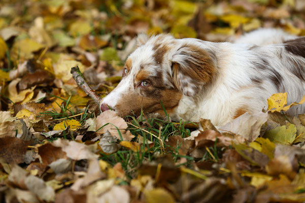 Hundeshooting-Hundefotograf-Rasen-N467