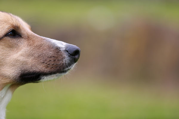 DER-FOTORAUM-Hunde-Shooting-7350-0696