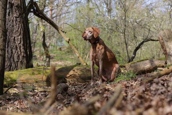 Hundeshooting-0983