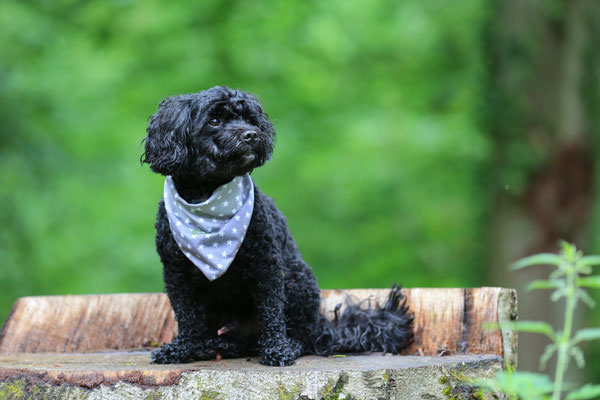 Tierfotograf-Hundefotoshooting-N621