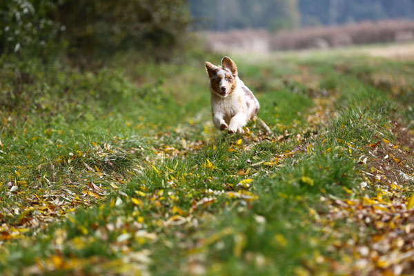 Tierfotograf-Hundefotoshooting-N616